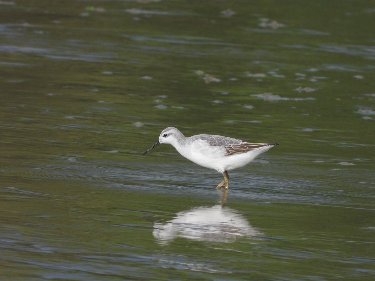 Wilson's Phalarope - ML622108325