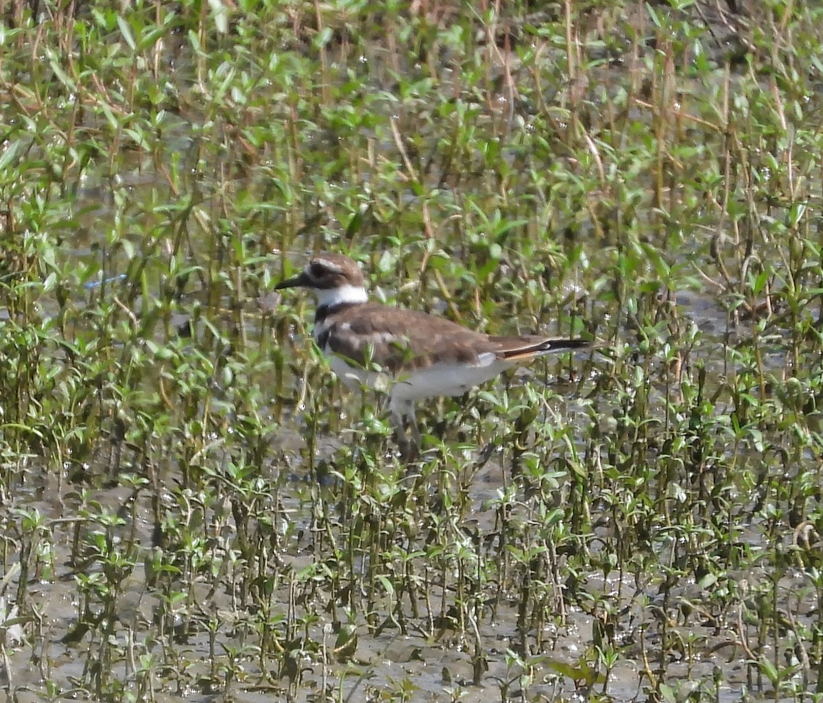 Killdeer - ML622108326