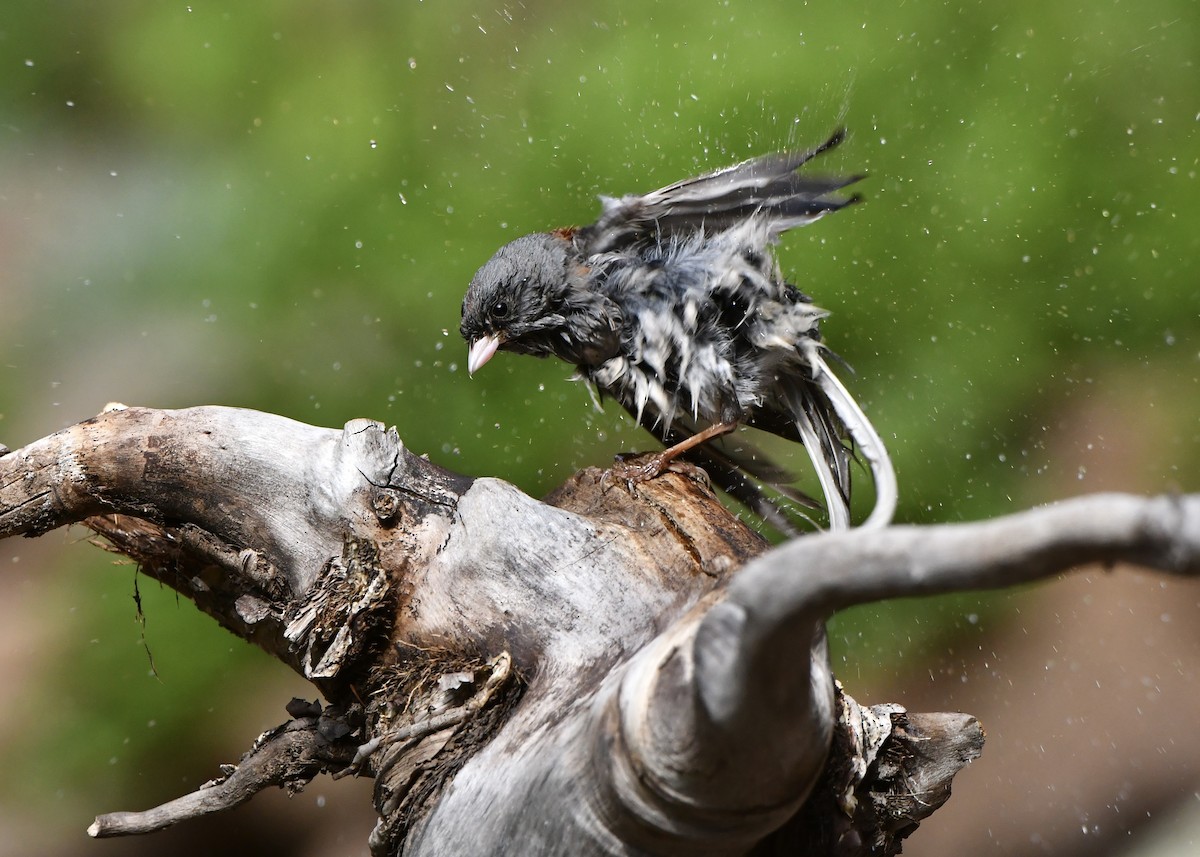 Dark-eyed Junco (Gray-headed) - ML622108327