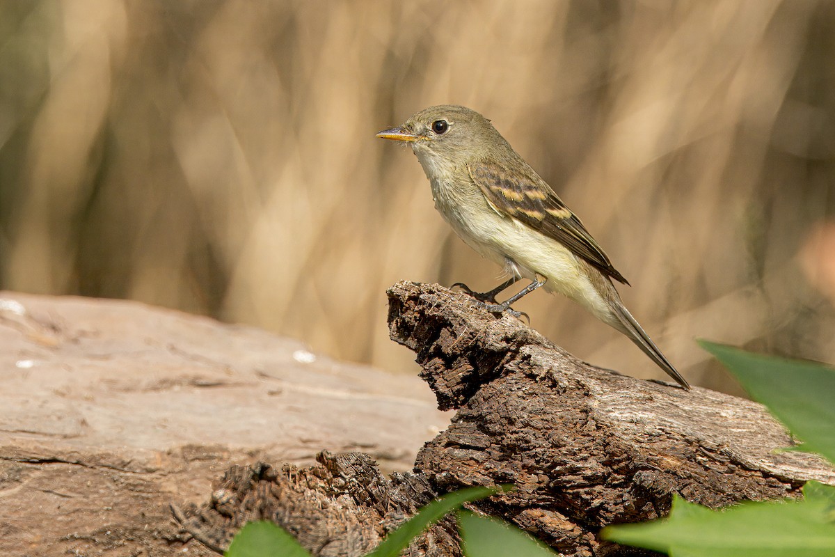Alder Flycatcher - ML622108328