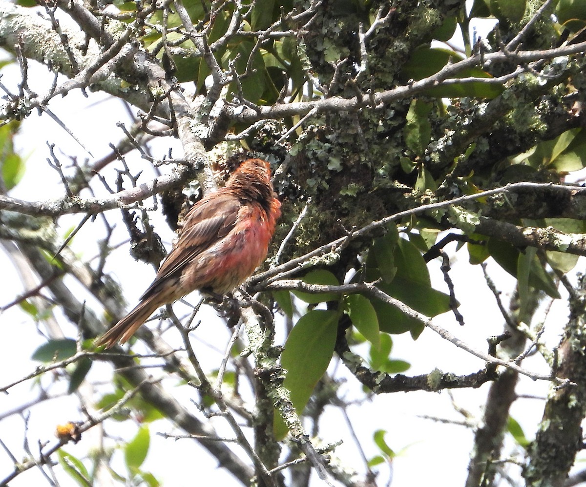 House Finch - ML622108329