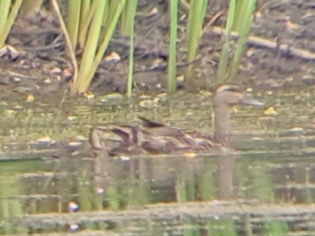 Green-winged Teal - ML622108330