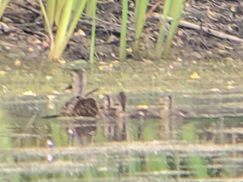 Green-winged Teal - ML622108331