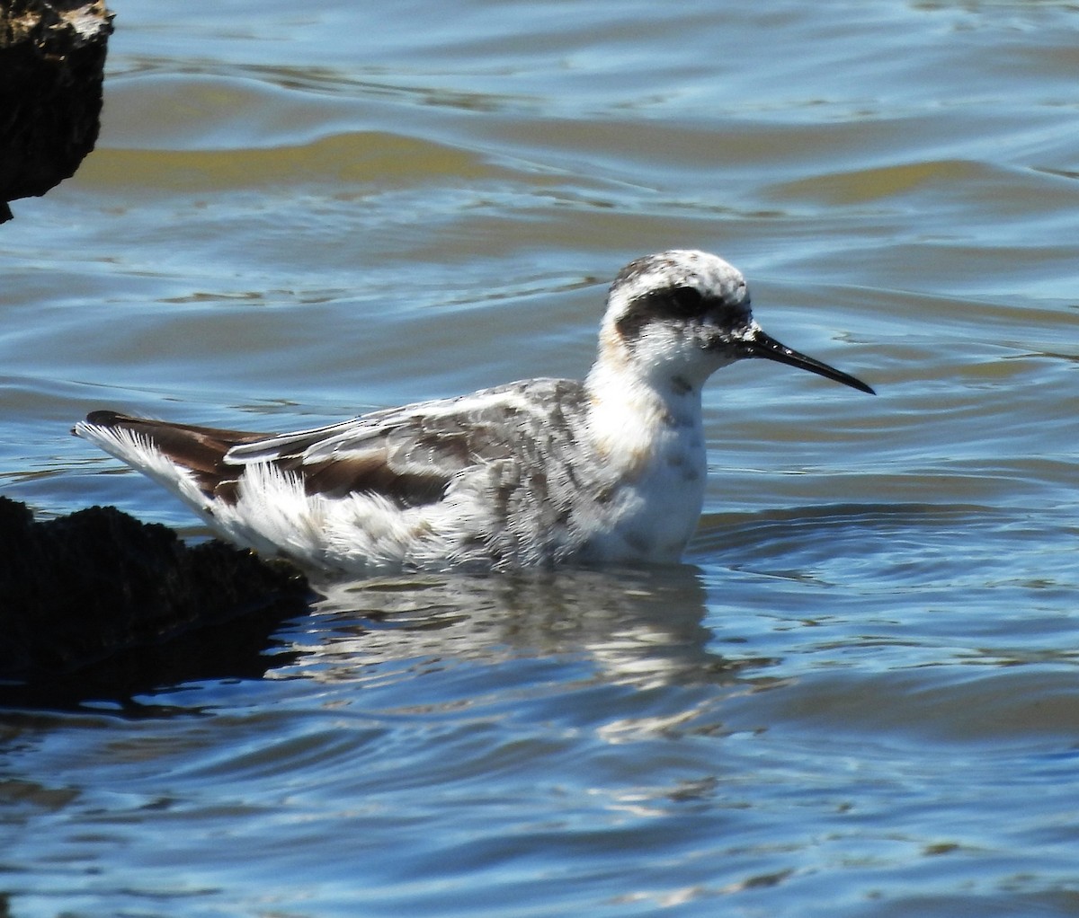 Red-necked Phalarope - ML622108333