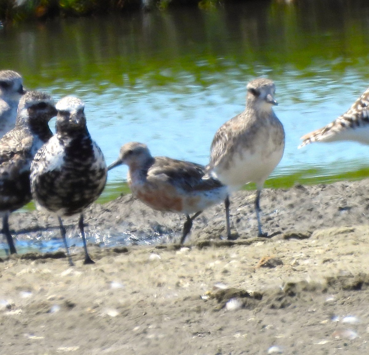 Red Knot - ML622108334