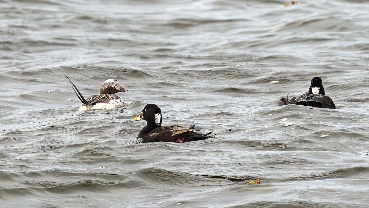 Long-tailed Duck - ML622108336