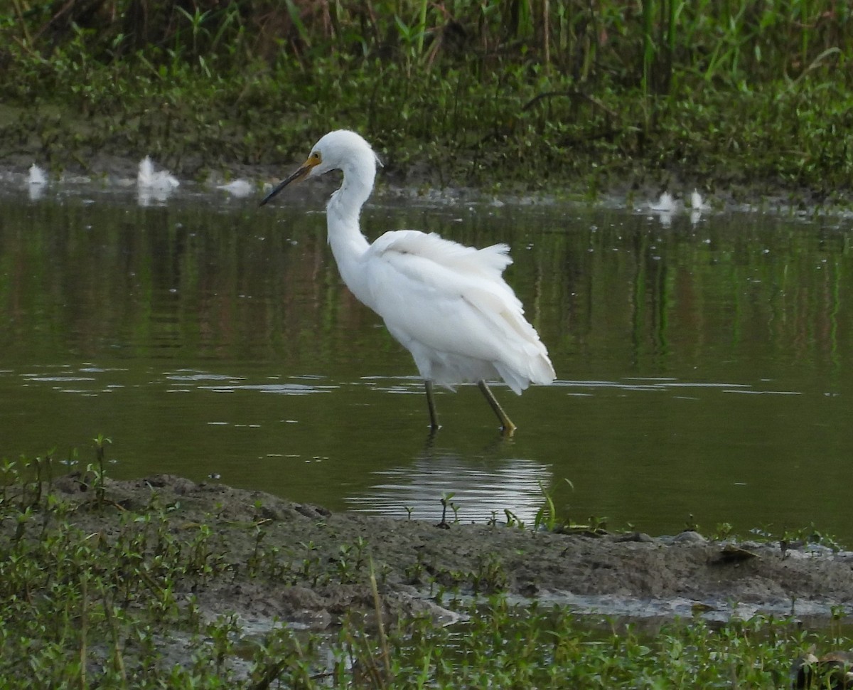 Snowy Egret - ML622108337