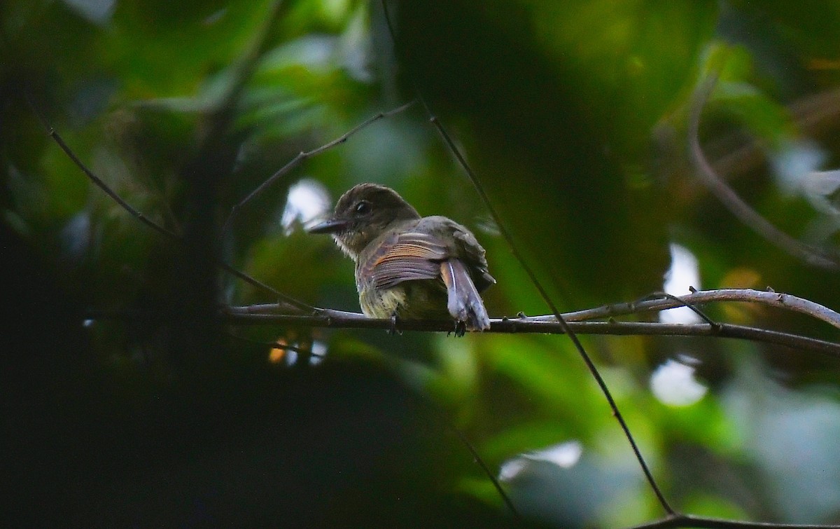 Dusky-tailed Flatbill - ML622108339