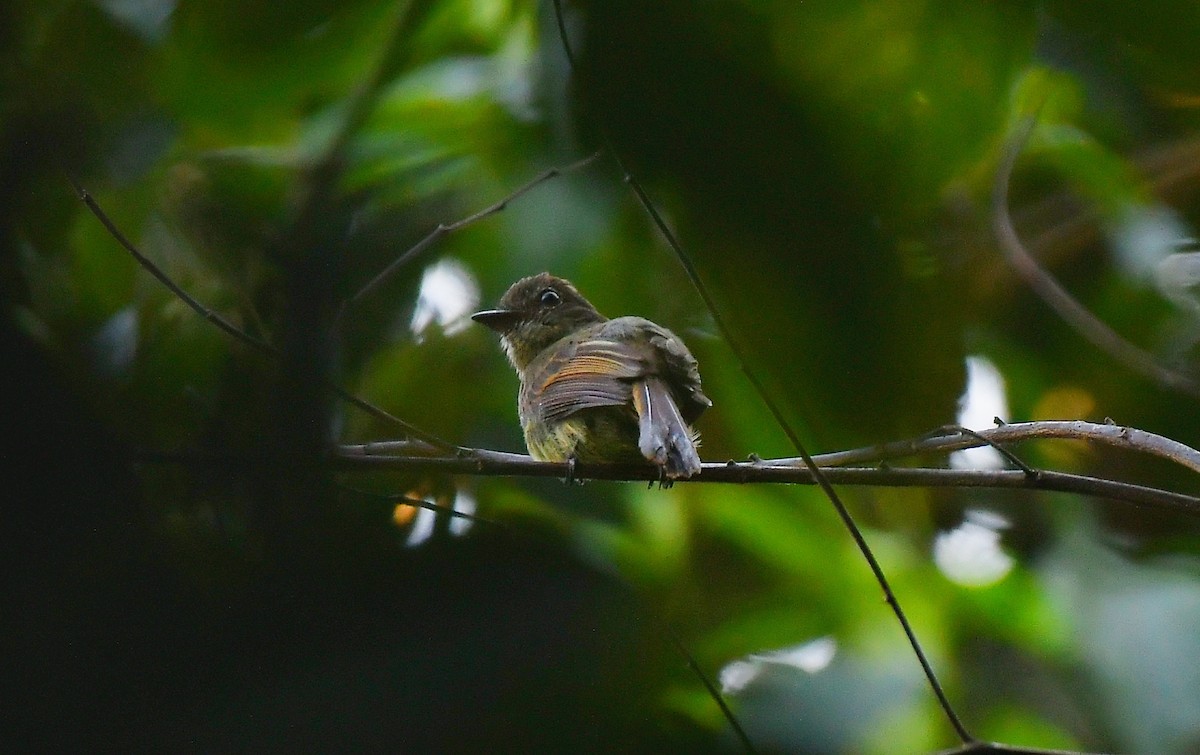 Dusky-tailed Flatbill - ML622108340