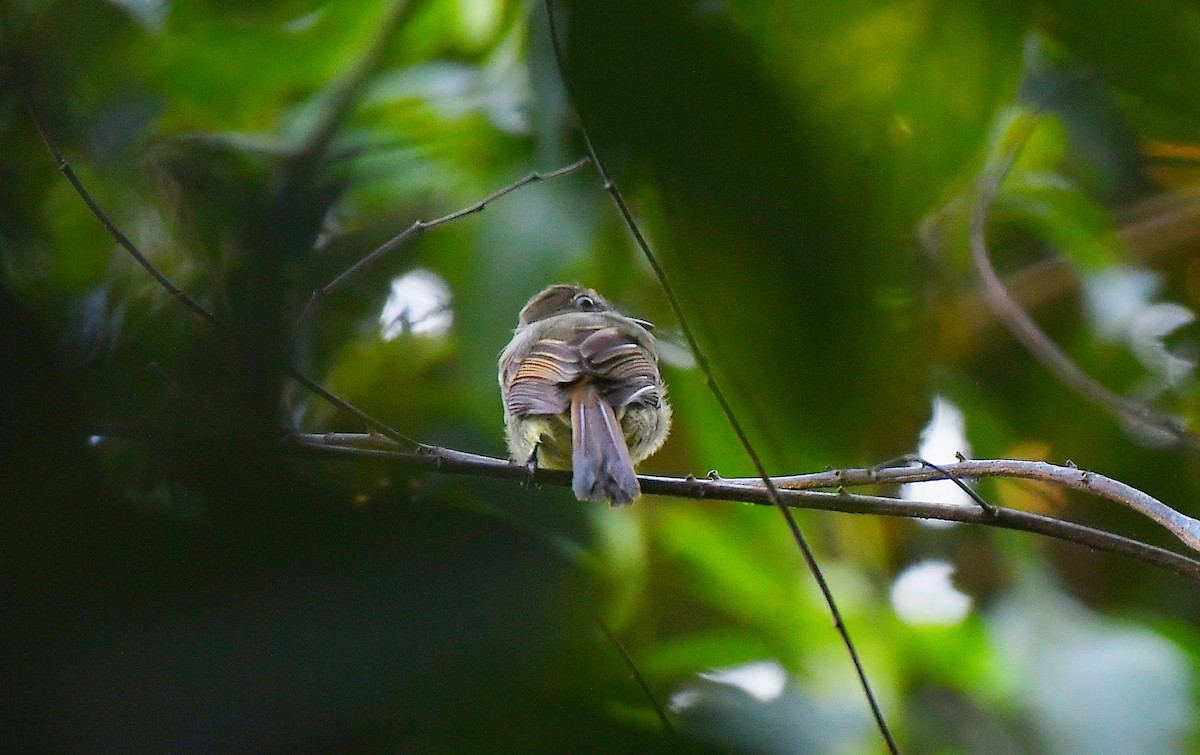 Dusky-tailed Flatbill - ML622108341