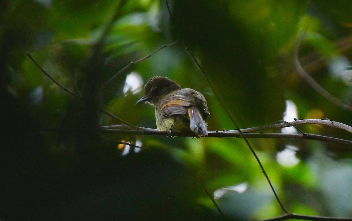 Dusky-tailed Flatbill - ML622108342