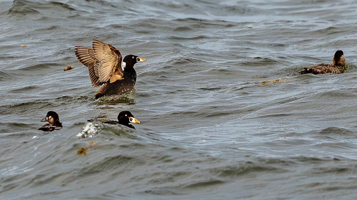 Surf Scoter - ML622108343