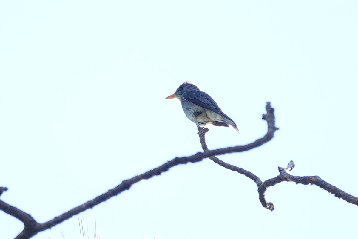 Greater Pewee - ML622108344