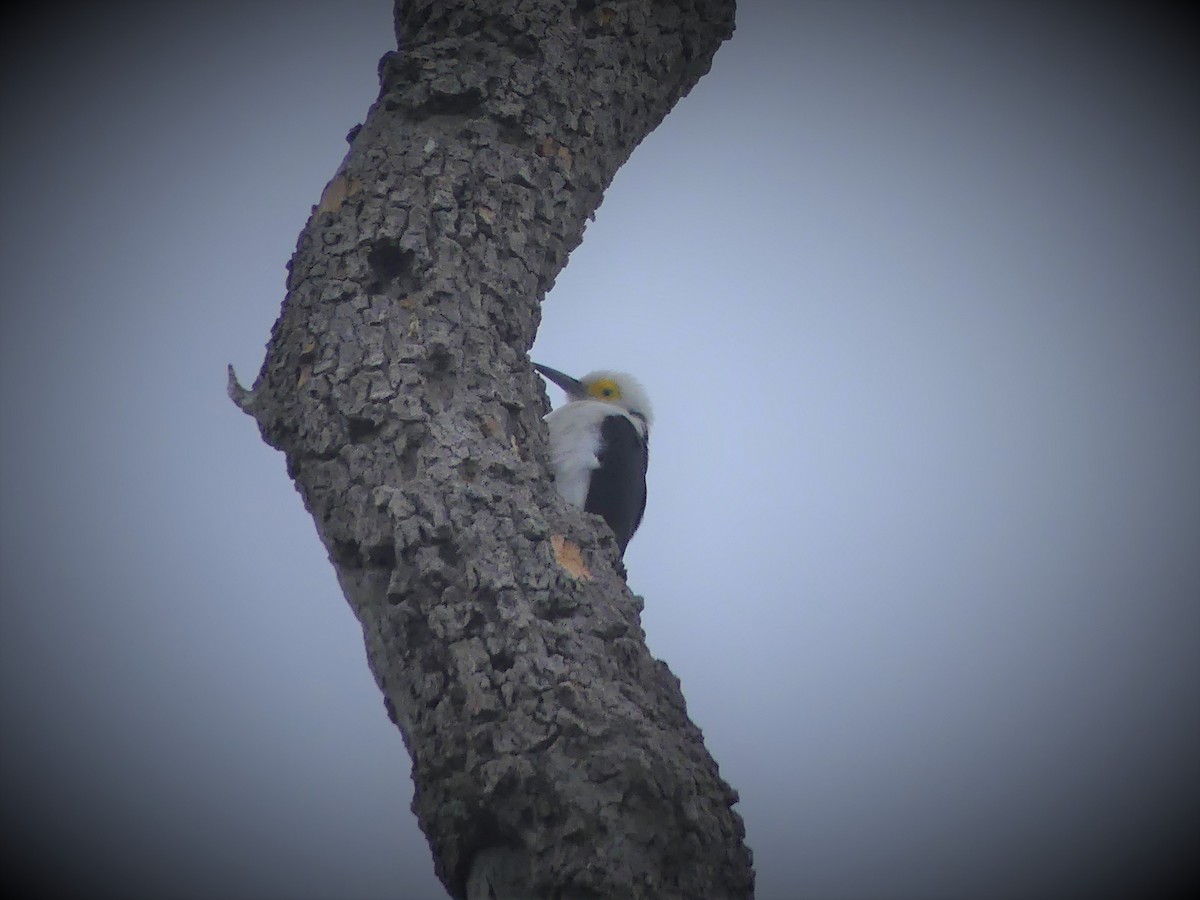 White Woodpecker - ML622108345