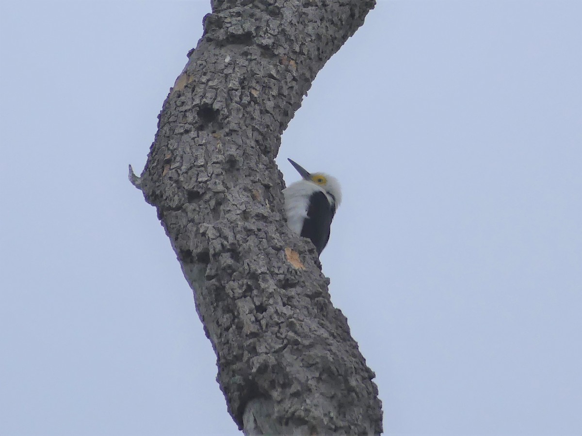 White Woodpecker - ML622108346