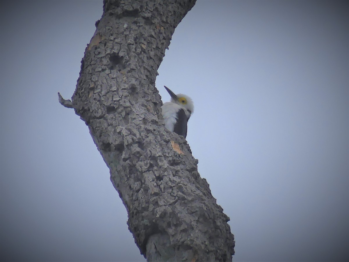 White Woodpecker - ML622108347