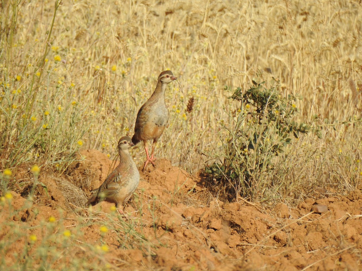 Red-legged Partridge - ML622108351