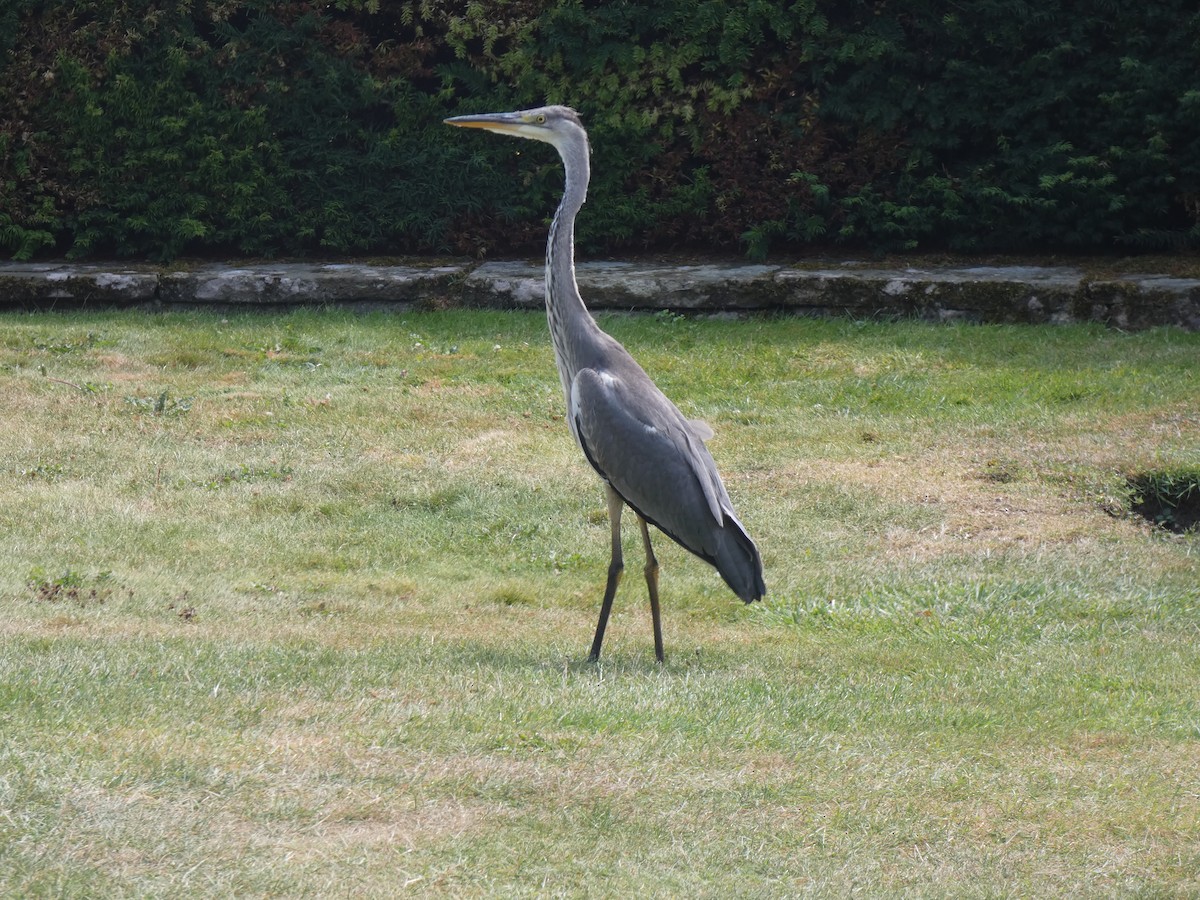 Gray Heron - ML622108353