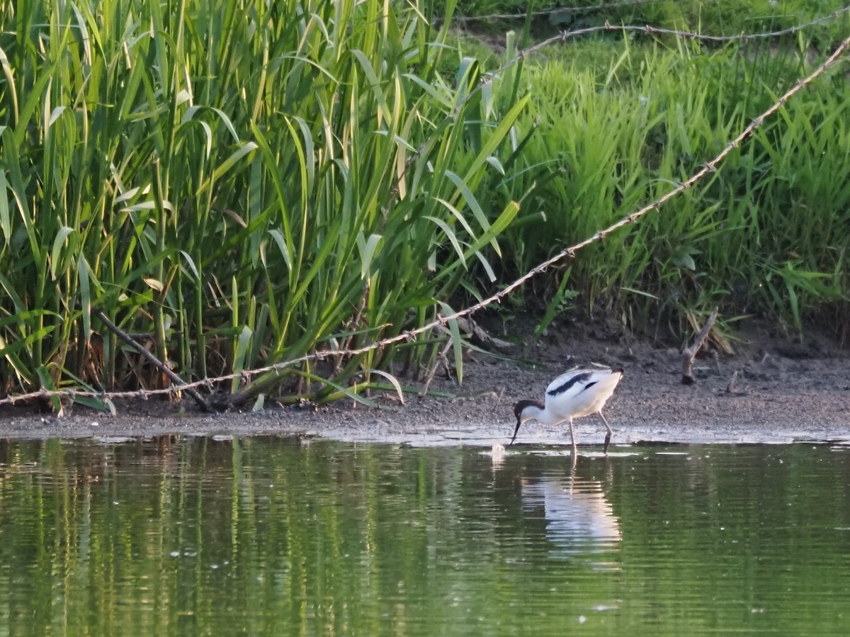 Pied Avocet - ML622108358