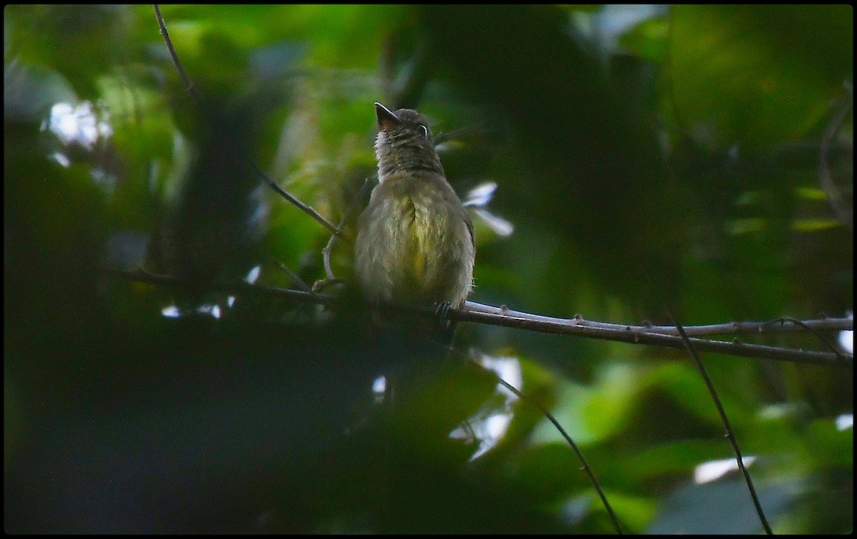 Dusky-tailed Flatbill - Beto Guido Méndez