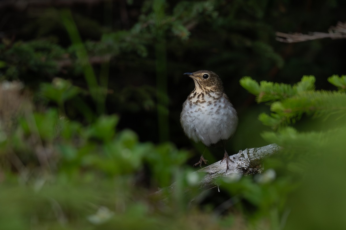 Swainson's Thrush - ML622108396