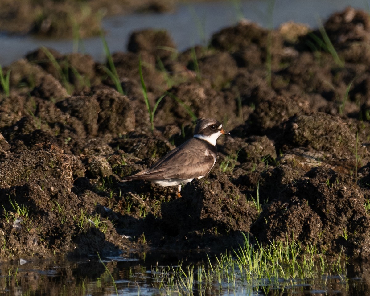 Semipalmated Plover - ML622108397