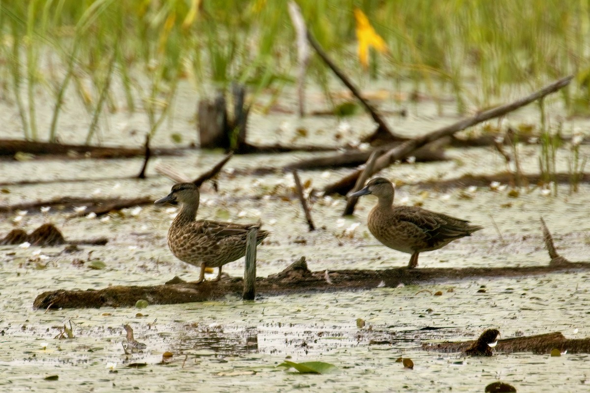 Blue-winged Teal - ML622108398