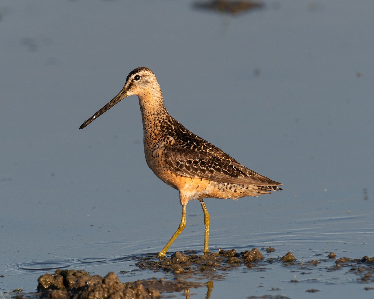 Long-billed Dowitcher - ML622108400