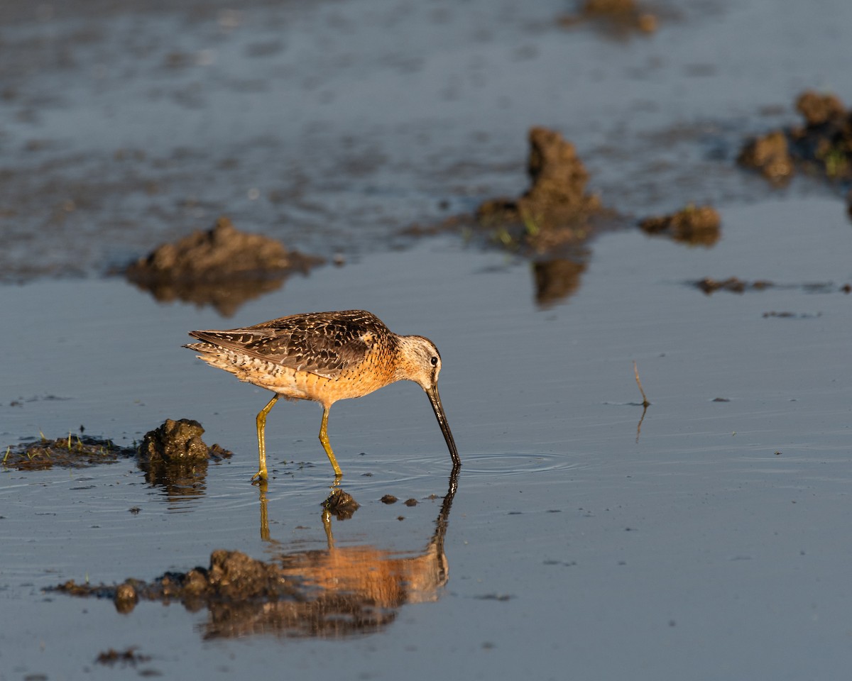 Long-billed Dowitcher - ML622108401