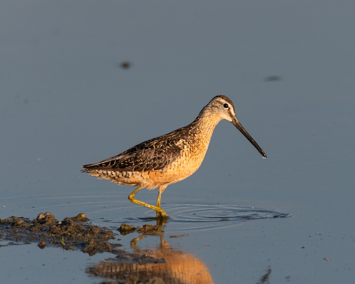 Long-billed Dowitcher - ML622108402