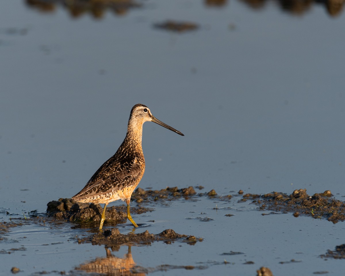 Long-billed Dowitcher - ML622108403