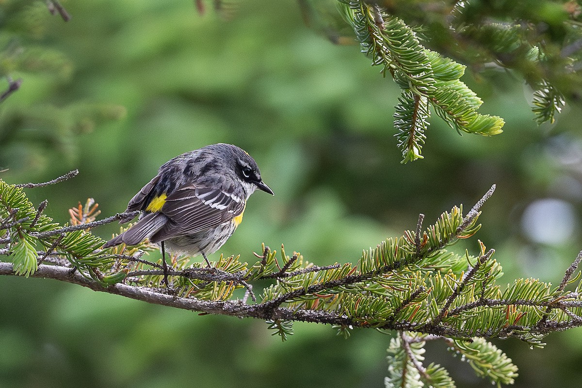 Yellow-rumped Warbler - ML622108408