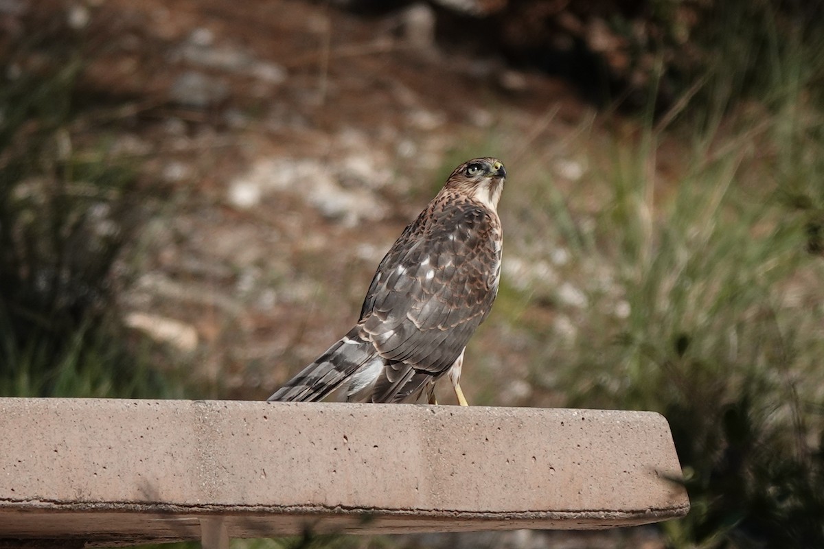 Cooper's Hawk - ML622108409