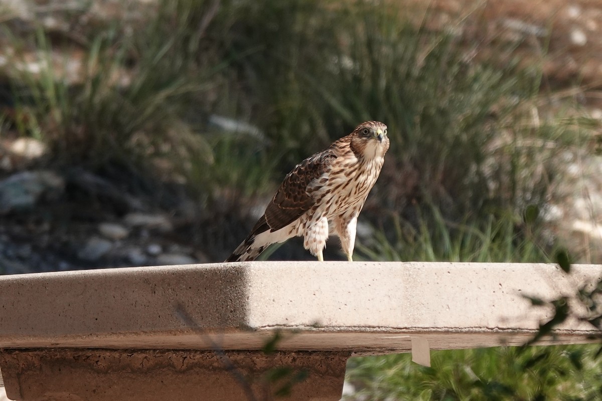 Cooper's Hawk - ML622108410