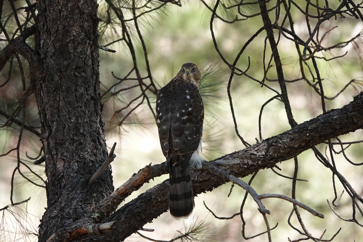 Cooper's Hawk - ML622108411