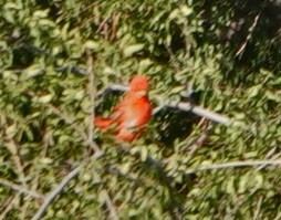 Summer Tanager - ML622108413