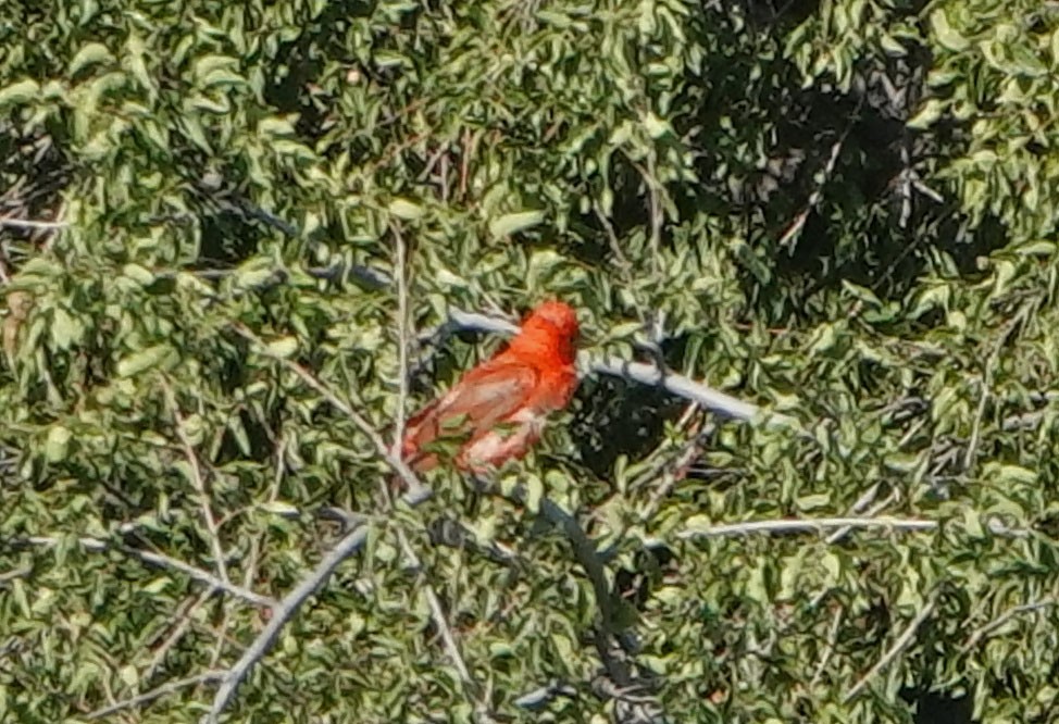 Summer Tanager - ML622108414