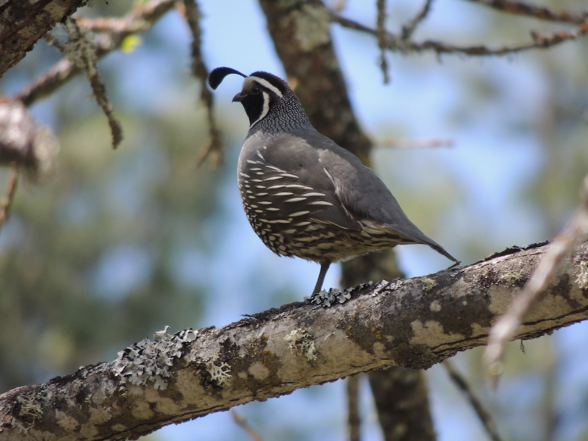 California Quail - ML622108415