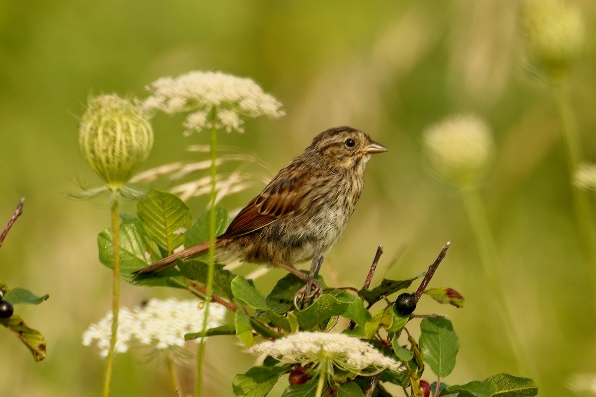 Swamp Sparrow - ML622108416