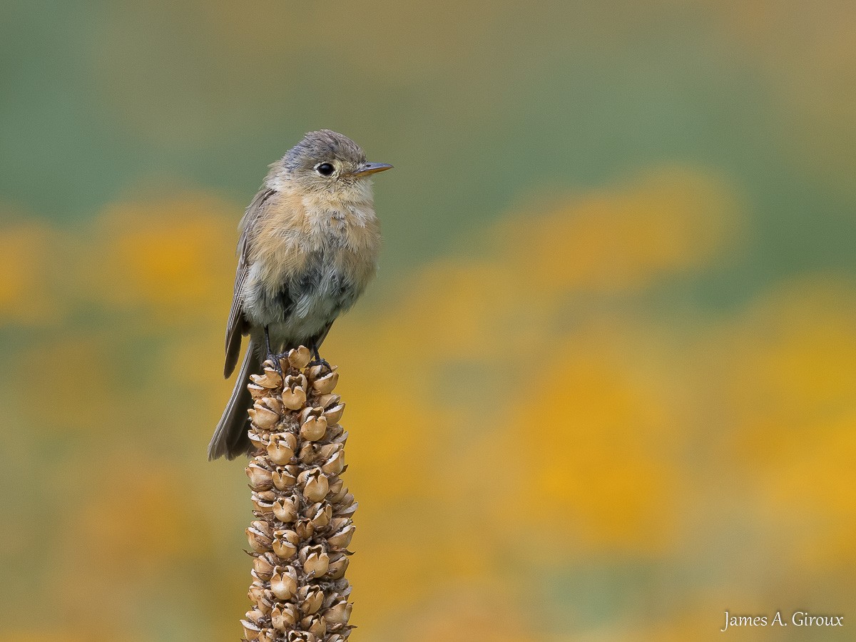 Buff-breasted Flycatcher - James Giroux