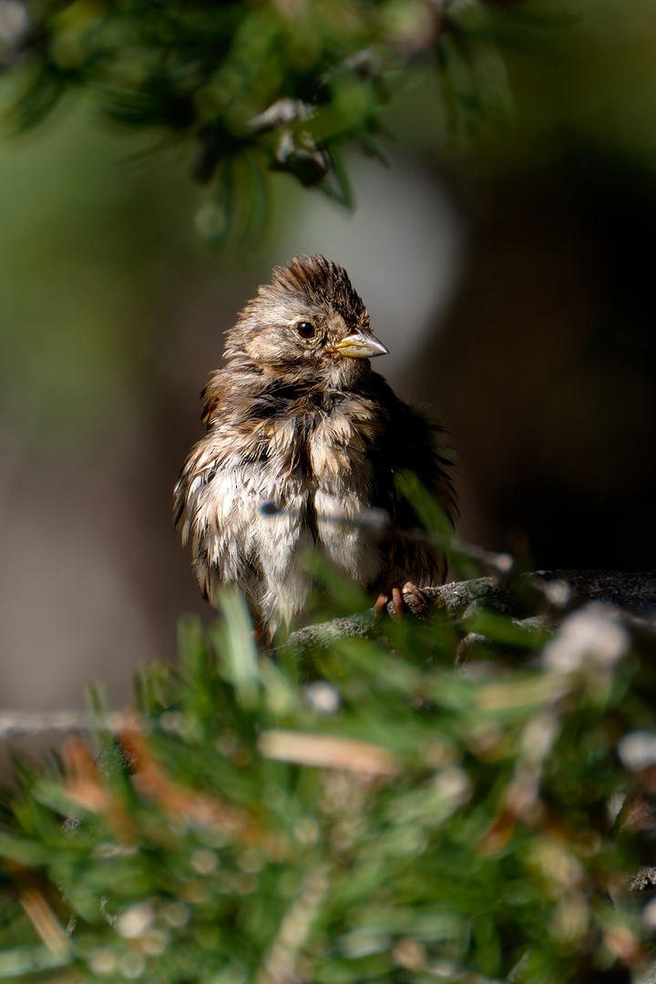 Lincoln's Sparrow - ML622108419