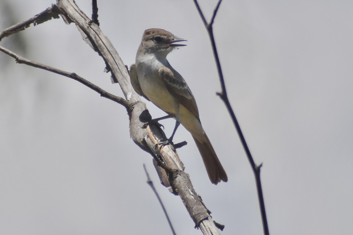 Ash-throated Flycatcher - ML622108420