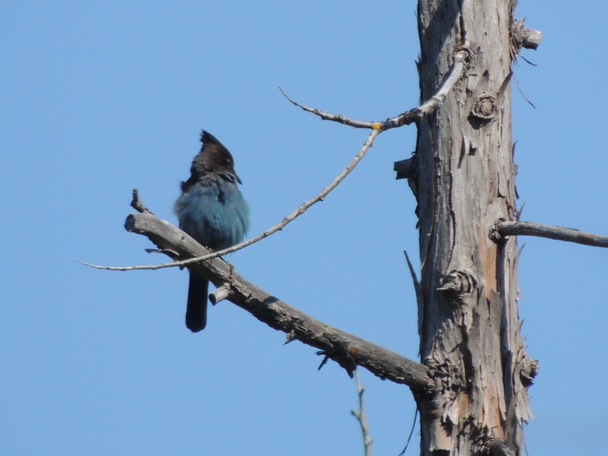 Steller's Jay - ML622108423