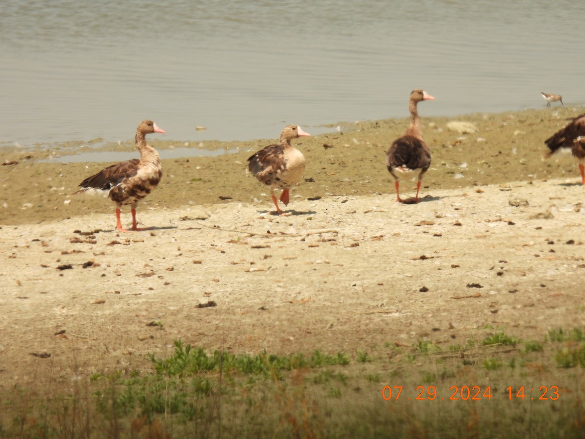 Greater White-fronted Goose - Howard Friedman