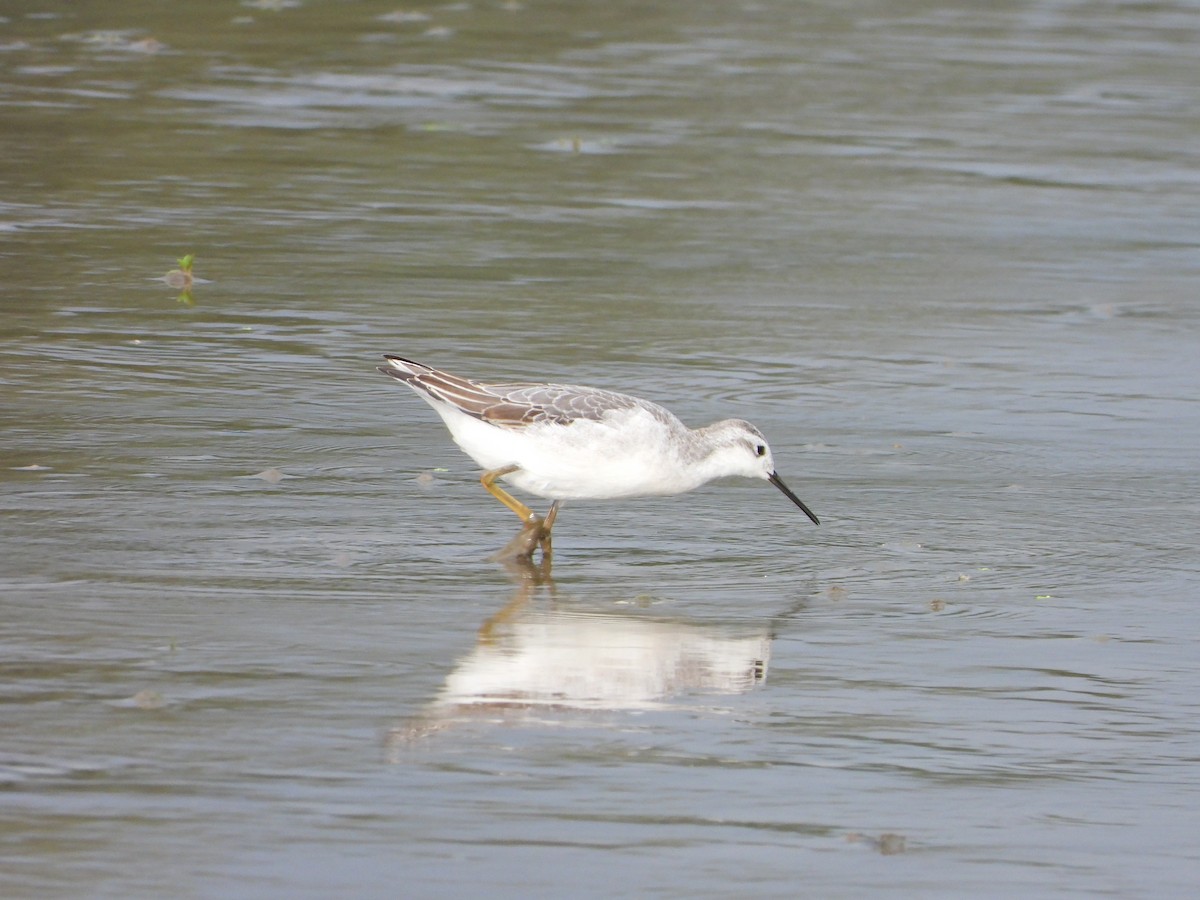 Wilson's Phalarope - ML622108425