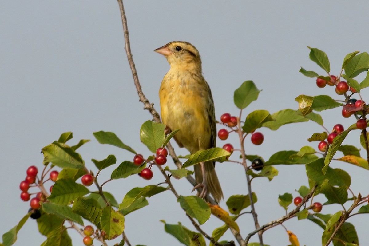 Bobolink - Normand Laplante