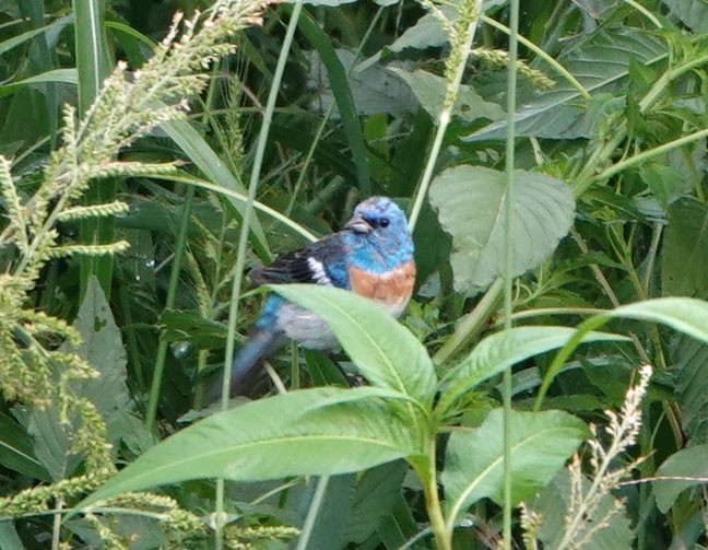 Lazuli Bunting - Cathy Beck