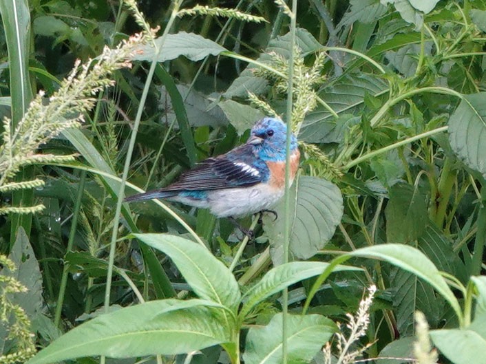 Lazuli Bunting - ML622108428