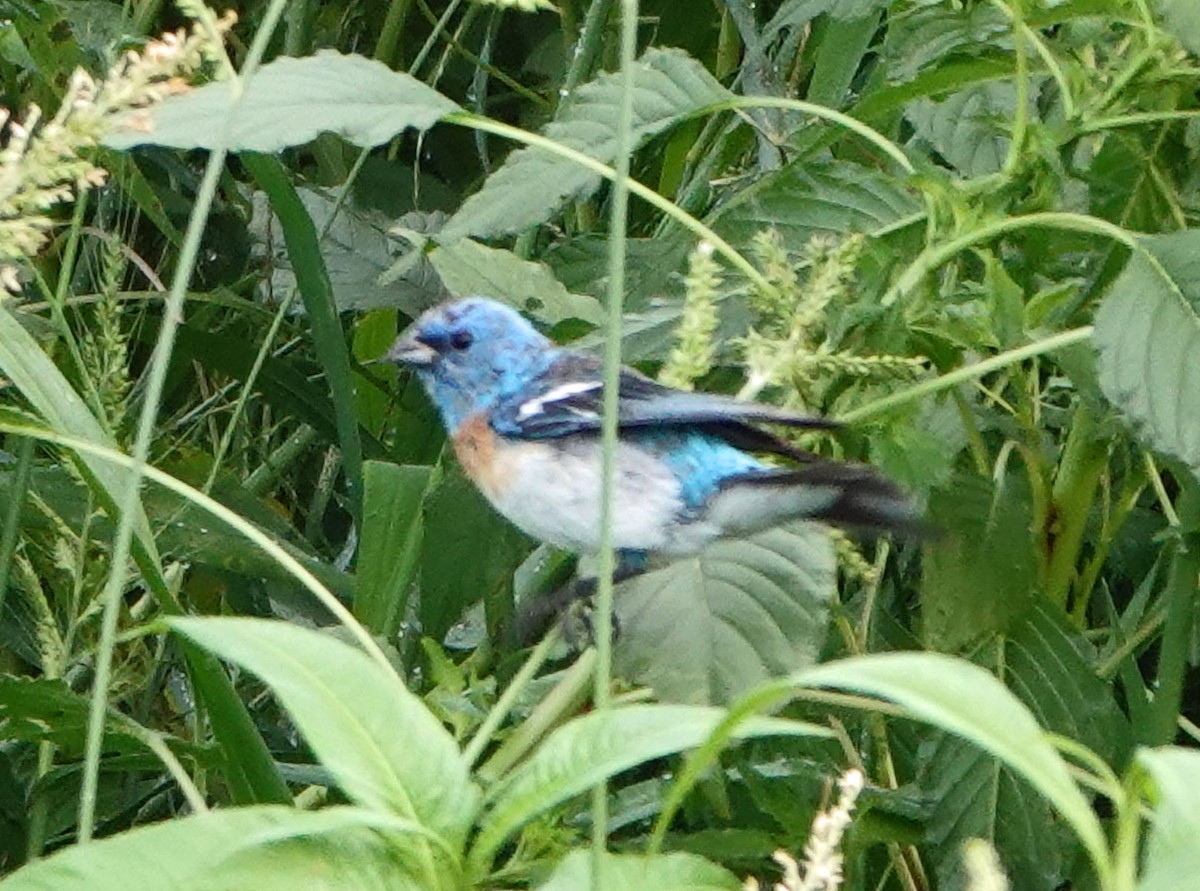 Lazuli Bunting - ML622108429