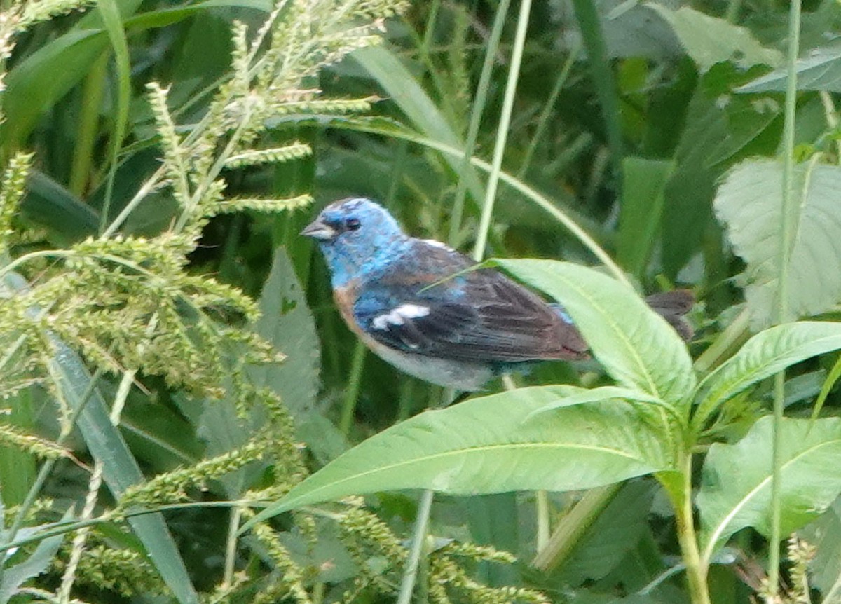 Lazuli Bunting - ML622108430